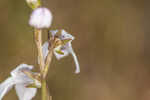 White lobelia